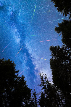 Blue Milky way falling stars pine trees silhouette © Belish
