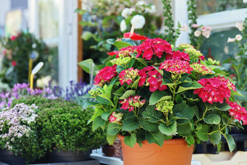Colorful flowers hydrange at flower shop display