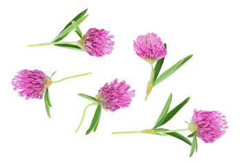 Clover or trefoil flower medicinal herbs isolated on white background. Top view. Flat lay