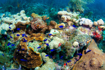 Fototapeta na wymiar These blue chromis damselfish are completely unaware of the danger they're in from the well camouflaged spotted scorpionfish on a reef in the Dry Tortugas, Florida, Gulf of Mexico. 