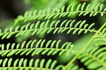 Green leaves, abstract floral background
