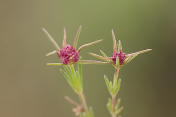 Crucianella angustifolia with gills of intense red