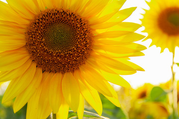 Obraz premium The center of Sunflower with petals in sunshine, close up. Summer background.
