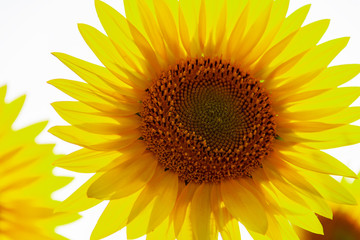 The center of Sunflower with petals in sunshine, close up