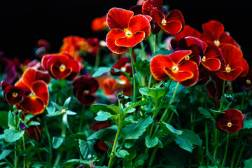 bright red pansies and green leaves on a black background