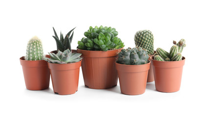 Different succulent plants in pots isolated on white. Home decor