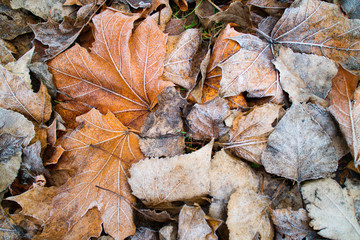 leaves covered with hoarfrost