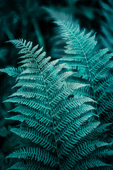 forest fern leaves on a dark background close-up