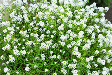 Цветы для красивого фона