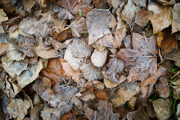 leaves covered with hoarfrost