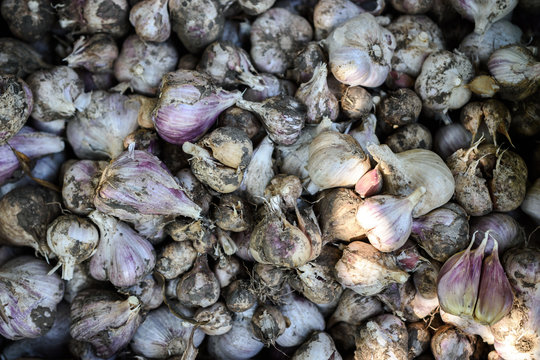 Pile of garlic for sale at open-air farmer's market. Background image on the subject of organic, vegan or vegetarian raw food.