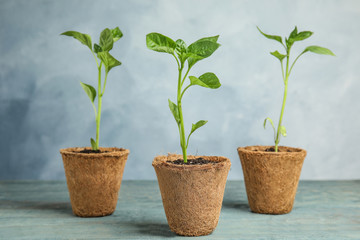 Vegetable seedlings in peat pots on wooden table against blue background