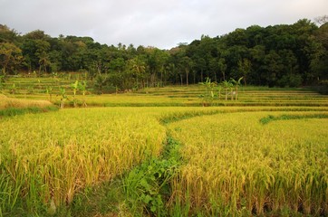 Rice fields on the Puerba volcano on the Java island in Indonesia