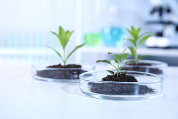 Green plants with soil in Petri dishes on table in laboratory. Biological chemistry