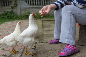 young chickens near woman,woman feeds young chickens in the village