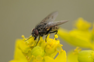 Helina cf evecta perched fly