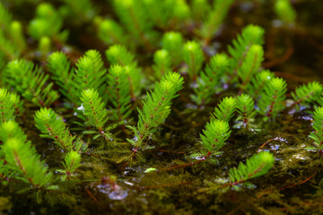 water plant