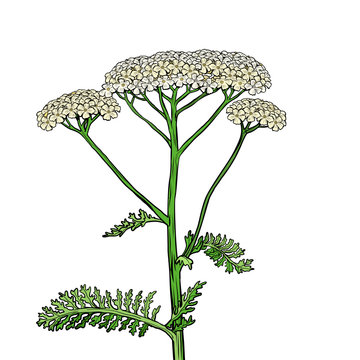 yarrow milfoil flower medicinal plant. Achillea millefolium