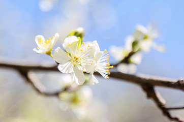 white flowers of a tree