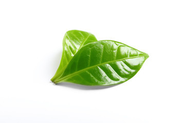 Fresh green coffee leaves isolated on white