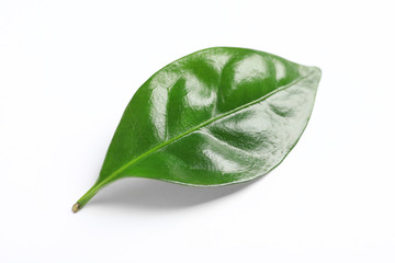 Fototapeta premium Fresh green coffee leaf isolated on white