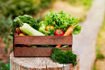 Basket full of Harvest Organic Vegetables and Root on Organic Bio Farm. Autumn Vegetable Harvest