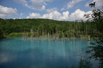 日本の北海道美瑛町の青い池