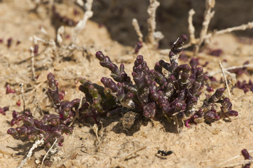 Microcnemum coralloides