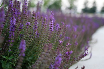 Salvia plant in blooming time with aromatic leves