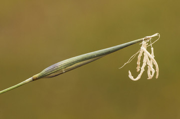 Lygeum spartum