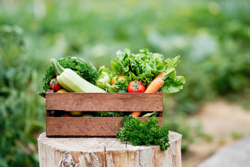 Basket full of Harvest Organic Vegetables and Root on Organic Bio Farm. Autumn Vegetable Harvest