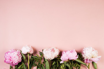 Beautiful blooming flowers on pink background. Peonies