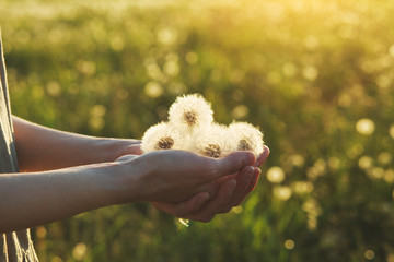young female hand holding  beautiful fluffy white fresh fragile dandelion flowers, copy space