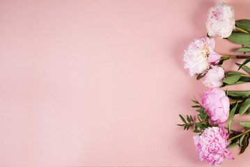 Beautiful blooming flowers on pink background. Peonies