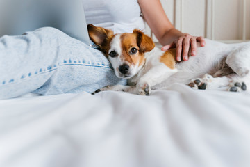 young caucasian woman on bed working on laptop. Cute small dog lying besides. Love for animals and technology concept. Lifestyle indoors