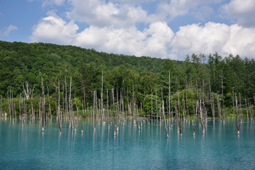 日本の北海道美瑛町の青い池