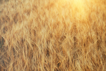 beautiful golden wheat field background, sunny morning, harvest time
