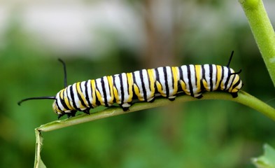 Monarch Butterfly Caterpillar