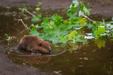 North American Beaver (Castor canadensis) Kit Wades Right Into Water Summer © geoffkuchera