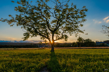 Fototapeta na wymiar Tree with sunstar