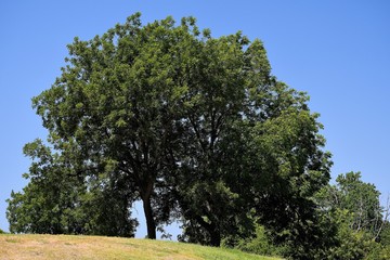 tree in the field