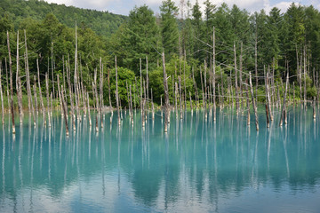 日本の北海道美瑛町の青い池
