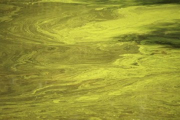 Background texture of polluted water in the pond with green algae and reflection of the trees , looks beautiful , Summer in GA USA.