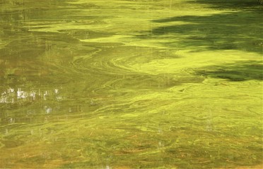 Background texture of polluted water in the pond with green algae and reflection of the trees , looks beautiful , Summer in GA USA.