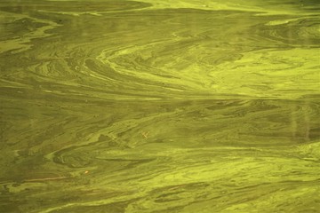 Background texture of polluted water in the pond with green algae and reflection of the trees , looks beautiful , Summer in GA USA.