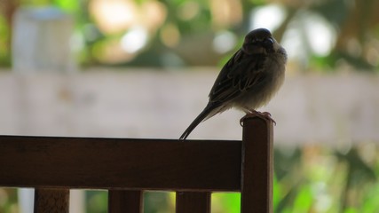 passarinho