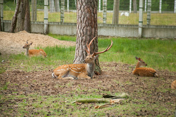 Deer in the summer park