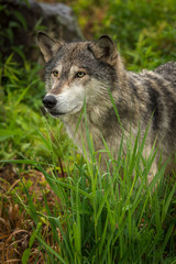 Naklejka na ściany i meble Grey Wolf (Canis lupus) Looks Out Over Grass Summer