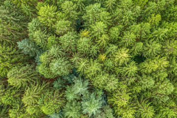 a top view of a green mixed forest