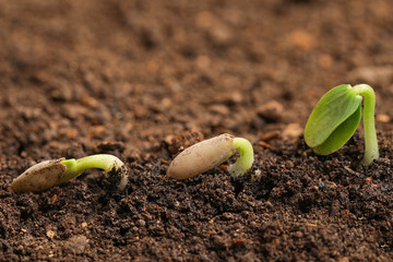 Little green seedlings growing in fertile soil